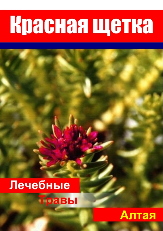 Красная щекта Алтайские травы Родиола холодная